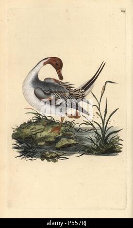 Northern pintail duck, Anas acuta. Handcoloured copperplate drawn and engraved by Edward Donovan from his own 'Natural History of British Birds' (1794-1819). Edward Donovan (1768-1837) was an Anglo-Irish amateur zoologist, writer, artist and engraver. He wrote and illustrated a series of volumes on birds, fish, shells and insects, opened his own museum of natural history in London, but later he fell on hard times and died penniless. Stock Photo