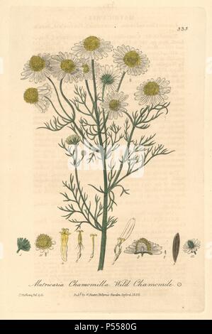 Wild chamomile, Matricaria chamomilla. Handcoloured copperplate engraved and drawn by Charles Mathews from William Baxter's 'British Phaenogamous Botany,' Oxford, 1839. Scotsman William Baxter (1788-1871) was the curator of the Oxford Botanic Garden from 1813 to 1854. Stock Photo