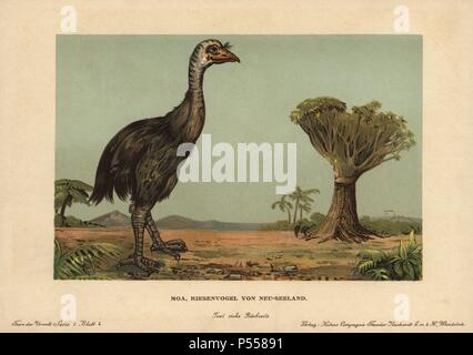 Moa, Dinornis novaezealandiae, extinct giant bird of New Zealand. Colour printed (chromolithograph) illustration by F. John from 'Tiere der Urwelt' Animals of the Prehistoric World, 1910, Hamburg. From a series of prehistoric creature cards published by the Reichardt Cocoa company. Stock Photo
