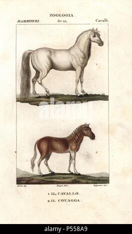 Horse, Equus ferus caballus, and extinct quagga, Equus quagga quagga. Handcoloured copperplate stipple engraving from Jussieu's 'Dictionary of Natural Science,' Florence, Italy, 1837. Illustration by J. G. Pretre, engraved by Ziguani, directed by Pierre Jean-Francois Turpin, and published by Batelli e Figli. Jean Gabriel Pretre (17801845) was painter of natural history at Empress Josephine's zoo and later became artist to the Museum of Natural History. Turpin (1775-1840) is considered one of the greatest French botanical illustrators of the 19th century. Stock Photo