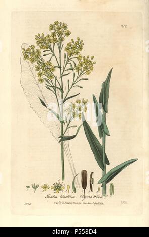 Dyer's wood or woad, Isatis tinctoria. Handcoloured copperplate engraving by Charles Mathews from a drawing by Isaac Russell from William Baxter's 'British Phaenogamous Botany' 1836. Scotsman William Baxter (1788-1871) was the curator of the Oxford Botanic Garden from 1813 to 1854. Stock Photo