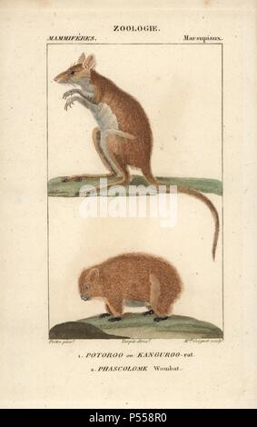 Long-footed Potoroo, Potorous longipes, endangered species Stock Photo ...