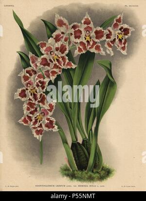 Memoria Bulli variety of Odontoglossum crispum orchid. Illustration drawn by C. de Bruyne and chromolithographed by S. de Leeuw from Lucien Linden's 'Lindenia, Iconographie des Orchidees,' Brussels, 1902. Stock Photo