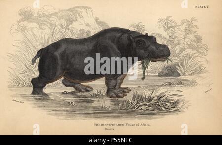 Hippopotamus, Hippopotamus amphibius, vulnerable. Handcoloured engraving on steel by William Lizars from a drawing by James Stewart from Sir William Jardine's 'Naturalist's Library: Mammalia, Pachydermes or Thick-Skinned Quadrupeds' published by W. H. Lizars, Edinburgh, 1836. Stock Photo