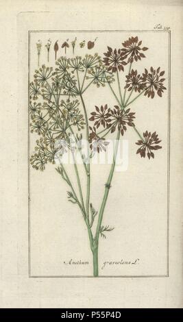 Vintage medical plant illustration Dill Anethum graveolens from book Medical Botany