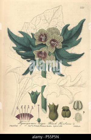 Black henbane, Hyoscyamus niger. Handcoloured copperplate engraved by W. Willis from a drawing by Isaac Russell from William Baxter's 'British Phaenogamous Botany,' Oxford, 1839. Scotsman William Baxter (1788-1871) was the curator of the Oxford Botanic Garden from 1813 to 1854. Stock Photo