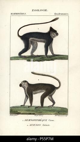 Silvery lutung or langur, Trachypithecus cristatus, and grivet monkey, Chlorocebus aethiops. Handcoloured copperplate stipple engraving from Frederic Cuvier's 'Dictionary of Natural Science: Mammals,' Paris, France, 1816. Illustration by J. G. Pretre, engraved by Miss Massard, directed by Pierre Jean-Francois Turpin, and published by F.G. Levrault. Jean Gabriel Pretre (17801845) was painter of natural history at Empress Josephine's zoo and later became artist to the Museum of Natural History. Turpin (1775-1840) is considered one of the greatest French botanical illustrators of the 19th centur Stock Photo