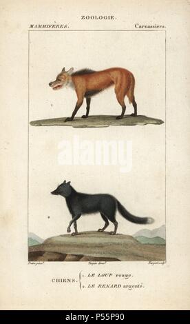 Red wolf, Canis lupus rufus (critically endangered), and silver fox, Vulpes vulpes. Handcoloured copperplate stipple engraving from Frederic Cuvier's 'Dictionary of Natural Science: Mammals,' Paris, France, 1816. Illustration by J. G. Pretre, engraved by Nargeot, directed by Pierre Jean-Francois Turpin, and published by F.G. Levrault. Jean Gabriel Pretre (17801845) was painter of natural history at Empress Josephine's zoo and later became artist to the Museum of Natural History. Turpin (1775-1840) is considered one of the greatest French botanical illustrators of the 19th century. Stock Photo