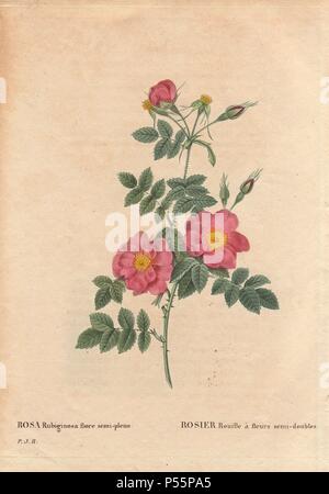 The semi-double sweetbriar rose with pink and yellow flowers (Rosa rubiginosa flore semi-pleno).. Rosier Rouille à fleurs semi-doubles. Obtained from seed and raised by P.J. Redouté circa 1806.. Hand-colored, octavo-size stipple copperplate engraving from Pierre Joseph Redoute's 'Les Roses' 1828. Stock Photo