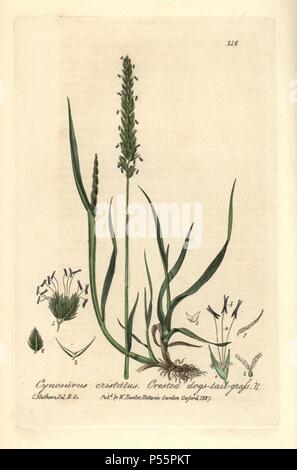 Crested dogs-tail grass, Cynosurus cristatus. Handcoloured copperplate drawn and engraved by Charles Mathews from William Baxter's 'British Phaenogamous Botany' 1836. Scotsman William Baxter (1788-1871) was the curator of the Oxford Botanic Garden from 1813 to 1854. Stock Photo