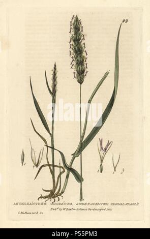 Sweet-scented vernal grass, Anthoxanthum odoratum. Handcoloured copperplate drawn and engraved by Charles Mathews from William Baxter's 'British Phaenogamous Botany' 1834. Scotsman William Baxter (1788-1871) was the curator of the Oxford Botanic Garden from 1813 to 1854. Stock Photo