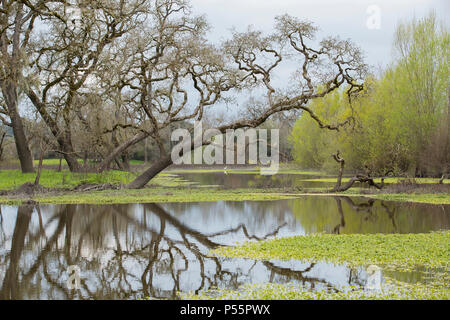 Laguna de Santa Rosa after a rain Stock Photo - Alamy