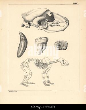Skeleton, skull and tooth of der Höhlenbär, cave bear, Ursus spelaeus. Lithograph by an unknown artist from Dr. F.A. Schmidt's 'Petrefactenbuch,' published in Stuttgart, Germany, 1855 by Verlag von Krais & Hoffmann. Dr. Schmidt's 'Book of Petrification' introduced fossils and palaeontology to both the specialist and general reader. Stock Photo