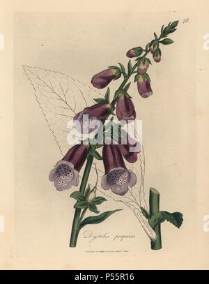 Purple foxglove, Digitalis purpurea. Handcolored copperplate engraving from a botanical illustration by James Sowerby from William Woodville and Sir William Jackson Hooker's 'Medical Botany' 1832. The tireless Sowerby (1757-1822) drew over 2,500 plants for Smith's mammoth 'English Botany' (1790-1814) and 440 mushrooms for 'Coloured Figures of English Fungi ' (1797) among many other works. Stock Photo