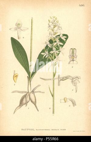 Lesser butterfly-orchid, Platanthera bifolia. Chromolithograph from Carl Lindman's 'Bilder ur Nordens Flora' (Pictures of Northern Flora), Stockholm, Wahlstrom & Widstrand, 1905. Lindman (1856-1928) was Professor of Botany at the Swedish Museum of Natural History (Naturhistoriska Riksmuseet). The chromolithographs were based on Johan Wilhelm Palmstruch's 'Svensk botanik,' 1802-1843. Stock Photo