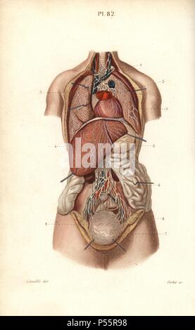 Lymphatic system to the thorax and abdomen. Handcolored steel engraving by Corbie of a drawing by Leveille from Dr. Joseph Nicolas Masse's 'Petit Atlas complet d'Anatomie descriptive du Corps Humain,' Paris, 1864, published by Mequignon-Marvis. Masse's 'Pocket Anatomy of the Human Body' was first published in 1848 and went through many editions. Stock Photo