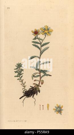 Yellow mountain saxifrage, Saxifraga aizoides. Handcoloured copperplate engraving from a drawing by James Sowerby for Smith's 'English Botany,' London, 1791. Sowerby was a tireless illustrator of natural history books and illustrated books on botany, mycology, conchology and geology. Stock Photo
