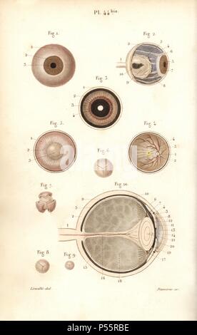 Sections of the eyeball and its membranes. Handcolored steel engraving by Davesne of a drawing by Leveille from Dr. Joseph Nicolas Masse's 'Petit Atlas complet d'Anatomie descriptive du Corps Humain,' Paris, 1864, published by Mequignon-Marvis. Masse's 'Pocket Anatomy of the Human Body' was first published in 1848 and went through many editions. Stock Photo