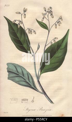 Gum benjamin tree, Styrax benzoin. Handcoloured botanical illustration drawn by G. Reid and engraved on steel from John Stephenson and James Morss Churchill's 'Medical Botany: or Illustrations and descriptions of the medicinal plants of the London, Edinburgh, and Dublin pharmacopœias,' John Churchill, London, 1831. Stock Photo