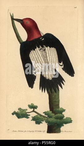 Red-headed woodpecker, Melanerpes erythrocephalus. Near threatened. Illustration signed N (Frederick Nodder).. Handcolored copperplate engraving from George Shaw and Frederick Nodder's 'The Naturalist's Miscellany' 1793.. Frederick Polydore Nodder (17511801?) was a gifted natural history artist and engraver. Nodder honed his draftsmanship working on Captain Cook and Joseph Banks' Florilegium and engraving Sydney Parkinson's sketches of Australian plants. He was made 'botanic painter to her majesty' Queen Charlotte in 1785. Nodder also drew the botanical studies in Thomas Martyn's Flora Rustic Stock Photo