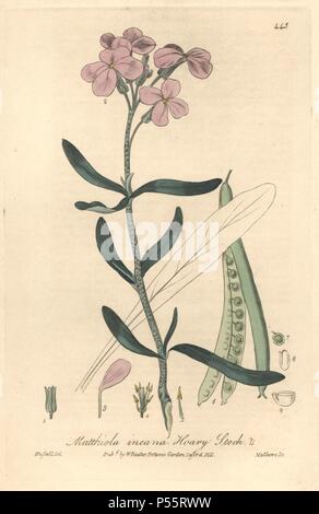 Hoary stock, Matthiola incana. Handcoloured copperplate engraved by Charles Mathews from a drawing by Isaac Russell from William Baxter's 'British Phaenogamous Botany,' Oxford, 1841. Scotsman William Baxter (1788-1871) was the curator of the Oxford Botanic Garden from 1813 to 1854. Stock Photo
