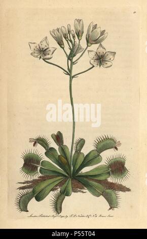 Venus flytrap. Dionaea muscipula. Carnivorous plant with white flowers and pink leaves that catch and digest animal prey, insects, spiders, etc. . Handcolored copperplate engraving from George Shaw and Frederick Nodder's 'The Naturalist's Miscellany' 1790.. Frederick Polydore Nodder (17511801?) was a gifted natural history artist and engraver. Nodder honed his draftsmanship working on Captain Cook and Joseph Banks' Florilegium and engraving Sydney Parkinson's sketches of Australian plants. He was made 'botanic painter to her majesty' Queen Charlotte in 1785. Nodder also drew the botanical stu Stock Photo