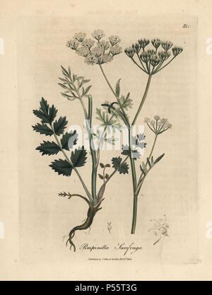 Burnet saxifrage, Pimpinella saxifraga. Handcoloured copperplate engraving from a botanical illustration by James Sowerby from William Woodville and Sir William Jackson Hooker's 'Medical Botany,' John Bohn, London, 1832. The tireless Sowerby (1757-1822) drew over 2, 500 plants for Smith's mammoth 'English Botany' (1790-1814) and 440 mushrooms for 'Coloured Figures of English Fungi ' (1797) among many other works. Stock Photo