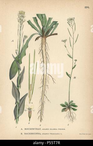 Tower mustard, Arabis glabra Weinm., and thale cress, Arabis thaliana. Chromolithograph from Carl Lindman's 'Bilder ur Nordens Flora' (Pictures of Northern Flora), Stockholm, Wahlström & Widstrand, 1905. Lindman (1856-1928) was Professor of Botany at the Swedish Museum of Natural History (Naturhistoriska Riksmuseet). The chromolithographs were based on Johan Wilhelm Palmstruch's 'Svensk botanik' (1802-1843). Stock Photo