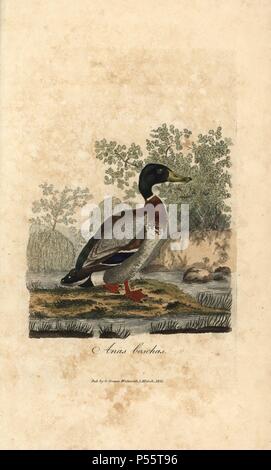 Mallard, Anas boschas, wild duck, Anas platyrhynchos. Handcoloured copperplate engraving by George Graves from 'British Ornithology' 1811. Graves was a bookseller, publisher, artist, engraver and colorist and worked on botanical and ornithological books. Stock Photo
