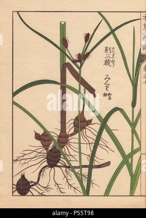 Rhizome and root of the alkali bulrush, Scirpus maritimus L (Cyperaceae) . Colour-printed woodblock engraving by Kan'en Iwasaki from 'Honzo Zufu,' an Illustrated Guide to Medicinal Plants, 1884. Iwasaki (1786-1842) was a Japanese botanist, entomologist and zoologist. He was one of the first Japanese botanists to incorporate western knowledge into his studies. Stock Photo