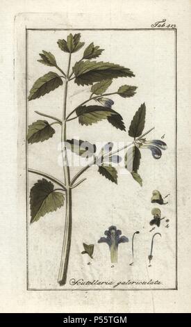 Common skullcap, Scutellaria galericulata. Handcoloured copperplate botanical engraving from Johannes Zorn's 'Afbeelding der Artseny-Gewassen,' Jan Christiaan Sepp, Amsterdam, 1796. Zorn first published his illustrated medical botany in Nurnberg in 1780 with 500 plates, and a Dutch edition followed in 1796 published by J.C. Sepp with an additional 100 plates. Zorn (1739-1799) was a German pharmacist and botanist who collected medical plants from all over Europe for his 'Icones plantarum medicinalium' for apothecaries and doctors. Stock Photo