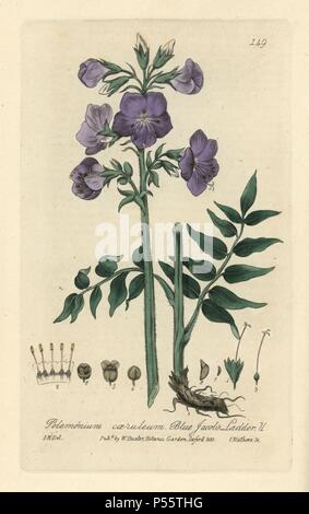 Blue Jacob's ladder, Polemonium caeruleum. Handcoloured copperplate engraving by Charles Mathews of a drawing by Isaac Russell from William Baxter's 'British Phaenogamous Botany' 1835. Scotsman William Baxter (1788-1871) was the curator of the Oxford Botanic Garden from 1813 to 1854. Stock Photo