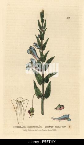 Common skull-cap, Scutellaria galericulata. Handcoloured copperplate engraving from a drawing by Isaac Russell from William Baxter's 'British Phaenogamous Botany' 1834. Scotsman William Baxter (1788-1871) was the curator of the Oxford Botanic Garden from 1813 to 1854. Stock Photo