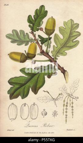 English oak tree, Quercus robur. Handcoloured botanical illustration drawn by G. Reid and engraved on steel by Weddell from John Stephenson and James Morss Churchill's 'Medical Botany: or Illustrations and descriptions of the medicinal plants of the London, Edinburgh, and Dublin pharmacopœias,' John Churchill, London, 1831. Stock Photo