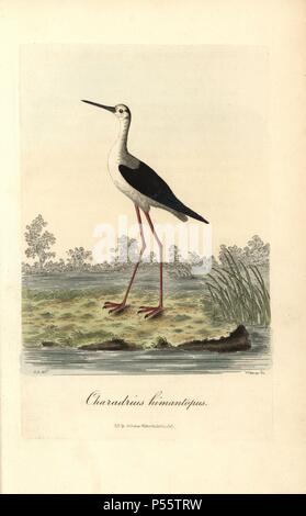 Common stilt, Himantopus himantopus. Handcoloured copperplate drawn by George Graves and engraved by Warner from Graves' 'British Ornithology,' Walworth, 1812. Graves was a bookseller, publisher, artist, engraver and colorist and worked on botanical and ornithological books. Stock Photo