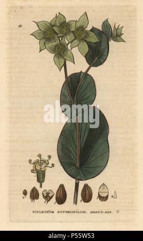 Hare's ear, Bupleurum rotundifolium. Handcoloured copperplate engraving from a drawing by Isaac Russell from William Baxter's 'British Phaenogamous Botany' 1834. Scotsman William Baxter (1788-1871) was the curator of the Oxford Botanic Garden from 1813 to 1854. Stock Photo