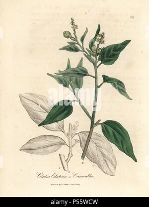 Cascarilla, Croton eluteria. Handcoloured copperplate engraving from a botanical illustration by James Sowerby from William Woodville and Sir William Jackson Hooker's 'Medical Botany,' John Bohn, London, 1832. The tireless Sowerby (1757-1822) drew over 2, 500 plants for Smith's mammoth 'English Botany' (1790-1814) and 440 mushrooms for 'Coloured Figures of English Fungi ' (1797) among many other works. Stock Photo