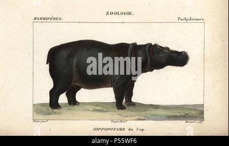 Cape hippopotamus, Hippopotamus amphibius capensis. Handcoloured copperplate stipple engraving from Frederic Cuvier's 'Dictionary of Natural Science: Mammals,' Paris, France, 1816. Illustration by J. G. Pretre, engraved by Massard, directed by Pierre Jean-Francois Turpin, and published by F.G. Levrault. Jean Gabriel Pretre (17801845) was painter of natural history at Empress Josephine's zoo and later became artist to the Museum of Natural History. Turpin (1775-1840) is considered one of the greatest French botanical illustrators of the 19th century. Stock Photo