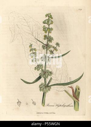 Great water dock, Rumex hydrolapathum. Handcoloured copperplate engraving from a botanical illustration by James Sowerby from William Woodville and Sir William Jackson Hooker's 'Medical Botany,' John Bohn, London, 1832. The tireless Sowerby (1757-1822) drew over 2, 500 plants for Smith's mammoth 'English Botany' (1790-1814) and 440 mushrooms for 'Coloured Figures of English Fungi ' (1797) among many other works. Stock Photo