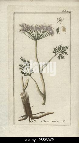 Baldmoney, Meum athamanticum. Handcoloured copperplate botanical engraving from Johannes Zorn's 'Afbeelding der Artseny-Gewassen,' Jan Christiaan Sepp, Amsterdam, 1796. Zorn first published his illustrated medical botany in Nurnberg in 1780 with 500 plates, and a Dutch edition followed in 1796 published by J.C. Sepp with an additional 100 plates. Zorn (1739-1799) was a German pharmacist and botanist who collected medical plants from all over Europe for his 'Icones plantarum medicinalium' for apothecaries and doctors.