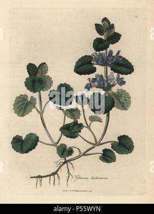 Ground ivy, Glecoma hederacea. Handcoloured copperplate engraving from a botanical illustration by James Sowerby from William Woodville and Sir William Jackson Hooker's 'Medical Botany,' John Bohn, London, 1832. The tireless Sowerby (1757-1822) drew over 2, 500 plants for Smith's mammoth 'English Botany' (1790-1814) and 440 mushrooms for 'Coloured Figures of English Fungi ' (1797) among many other works. Stock Photo