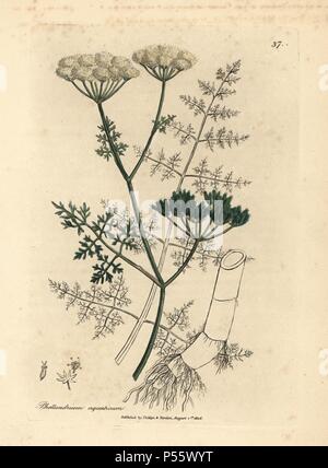 Fine-leaved water hemlock, Phellandrium aquaticum. Handcoloured copperplate engraving from a botanical illustration by James Sowerby from William Woodville and Sir William Jackson Hooker's 'Medical Botany,' John Bohn, London, 1832. The tireless Sowerby (1757-1822) drew over 2, 500 plants for Smith's mammoth 'English Botany' (1790-1814) and 440 mushrooms for 'Coloured Figures of English Fungi ' (1797) among many other works. Stock Photo