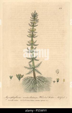 Whorled water-milfoil, Myriophyllum verticillatum. Handcoloured copperplate drawn and engraved by Charles Mathews from William Baxter's 'British Phaenogamous Botany,' Oxford, 1840. Scotsman William Baxter (1788-1871) was the curator of the Oxford Botanic Garden from 1813 to 1854. Stock Photo