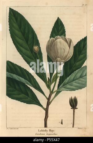 Flower, bud and leaves of the loblolly bay tree, Gordonia lasyanthus. Handcolored stipple engraving from a botanical illustration by Pierre Joseph Redoute, engraved on copper by Gabriel, from Francois Andre Michaux's 'North American Sylva,' Philadelphia, 1857. French botanist Michaux (1770-1855) explored America and Canada in 1785 cataloging its native trees. Stock Photo