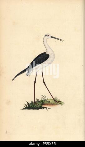 Common stilt, Himantopus himantopus. Handcoloured copperplate drawn and engraved by Edward Donovan from his own 'Natural History of British Birds,' London, 1794-1819. Edward Donovan (1768-1837) was an Anglo-Irish amateur zoologist, writer, artist and engraver. He wrote and illustrated a series of volumes on birds, fish, shells and insects, opened his own museum of natural history in London, but later he fell on hard times and died penniless. Stock Photo