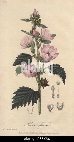 Marshmallow, Althaea officinalis. Handcoloured botanical illustration drawn and engraved on steel by William Clark from John Stephenson and James Morss Churchill's 'Medical Botany: or Illustrations and descriptions of the medicinal plants of the London, Edinburgh, and Dublin pharmacopœias,' John Churchill, London, 1831. William Clark was former draughtsman to the London Horticultural Society and illustrated many botanical books in the 1820s and 1830s. Stock Photo