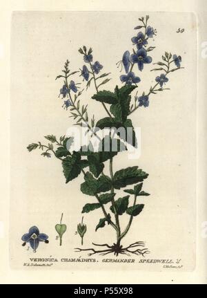Germander speedwell, Veronica chamaedrys. Handcoloured copperplate engraving from a drawing by W.A. Delamotte from William Baxter's 'British Phaenogamous Botany' 1834. Scotsman William Baxter (1788-1871) was the curator of the Oxford Botanic Garden from 1813 to 1854. Stock Photo