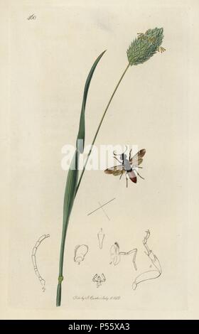Oryssus coronatus, Oryssus abietinus wood-wasp, and manured canary-grass, Phalaris canariensis. European species not seen in the UK since the 19th century. Handcoloured copperplate drawn and engraved by John Curtis for his own 'British Entomology, being Illustrations and Descriptions of the Genera of Insects found in Great Britain and Ireland,' London, 1834. Curtis (1791 –1862) was an entomologist, illustrator, engraver and publisher. 'British Entomology' was published from 1824 to 1839, and comprised 770 illustrations of insects and the plants upon which they are found. Stock Photo