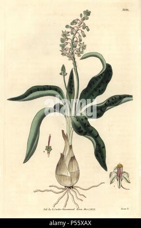 Hyacinth-like ledebouria, Ledebouria hyacinthina. Illustration unsigned but probably drawn by Walter Hood Fitch, engraved by Swan. Handcolored copperplate engraving from William Curtis's 'The Botanical Magazine,' Samuel Curtis, 1833. Hooker (1785-1865) was an English botanist, writer and artist. He was Regius Professor of Botany at Glasgow University, and editor of Curtis' 'Botanical Magazine' from 1827 to 1865. In 1841, he was appointed director of the Royal Botanic Gardens at Kew, and was succeeded by his son Joseph Dalton. Hooker documented the fern and orchid crazes that shook England in t Stock Photo