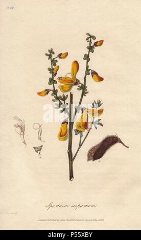 Common broom tree, Cytisus scoparius. Handcoloured botanical illustration drawn and engraved on steel by William Clark from John Stephenson and James Morss Churchill's 'Medical Botany: or Illustrations and descriptions of the medicinal plants of the London, Edinburgh, and Dublin pharmacopœias,' John Churchill, London, 1831. William Clark was former draughtsman to the London Horticultural Society and illustrated many botanical books in the 1820s and 1830s. Stock Photo